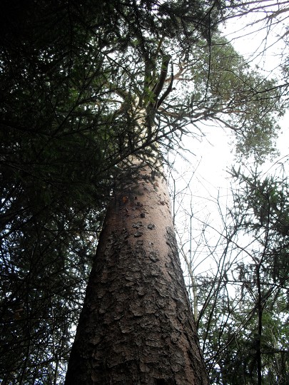 img00087.jpg