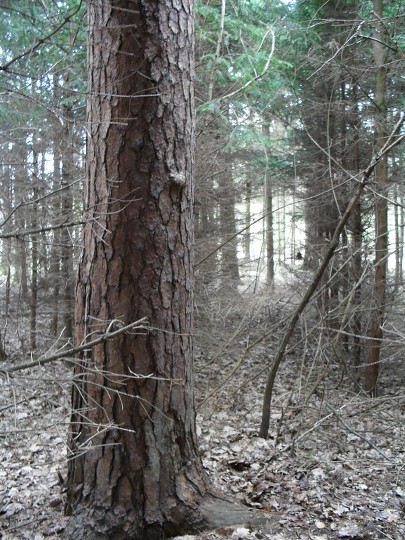img00088.jpg