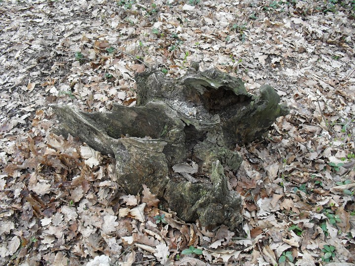 img00090.jpg