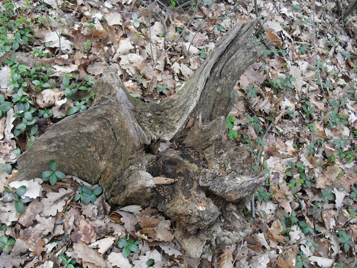 img00091.jpg