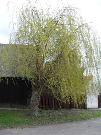img00105.jpg