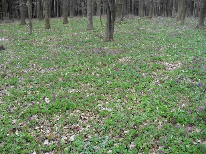 img00108.jpg