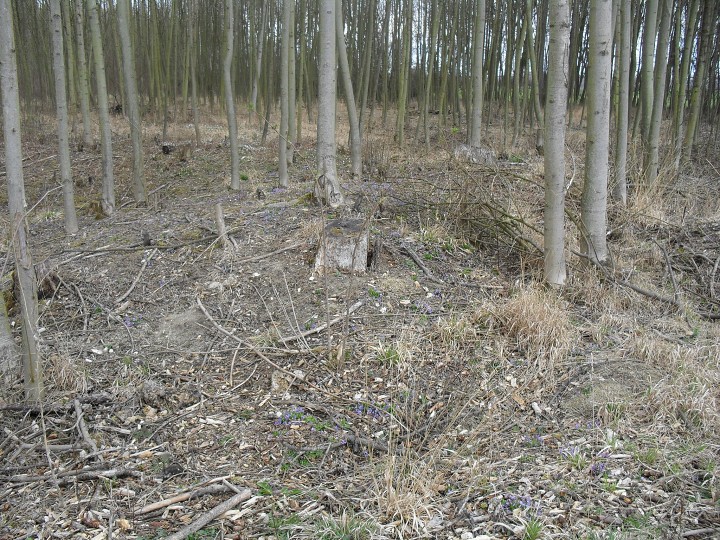 img00113.jpg